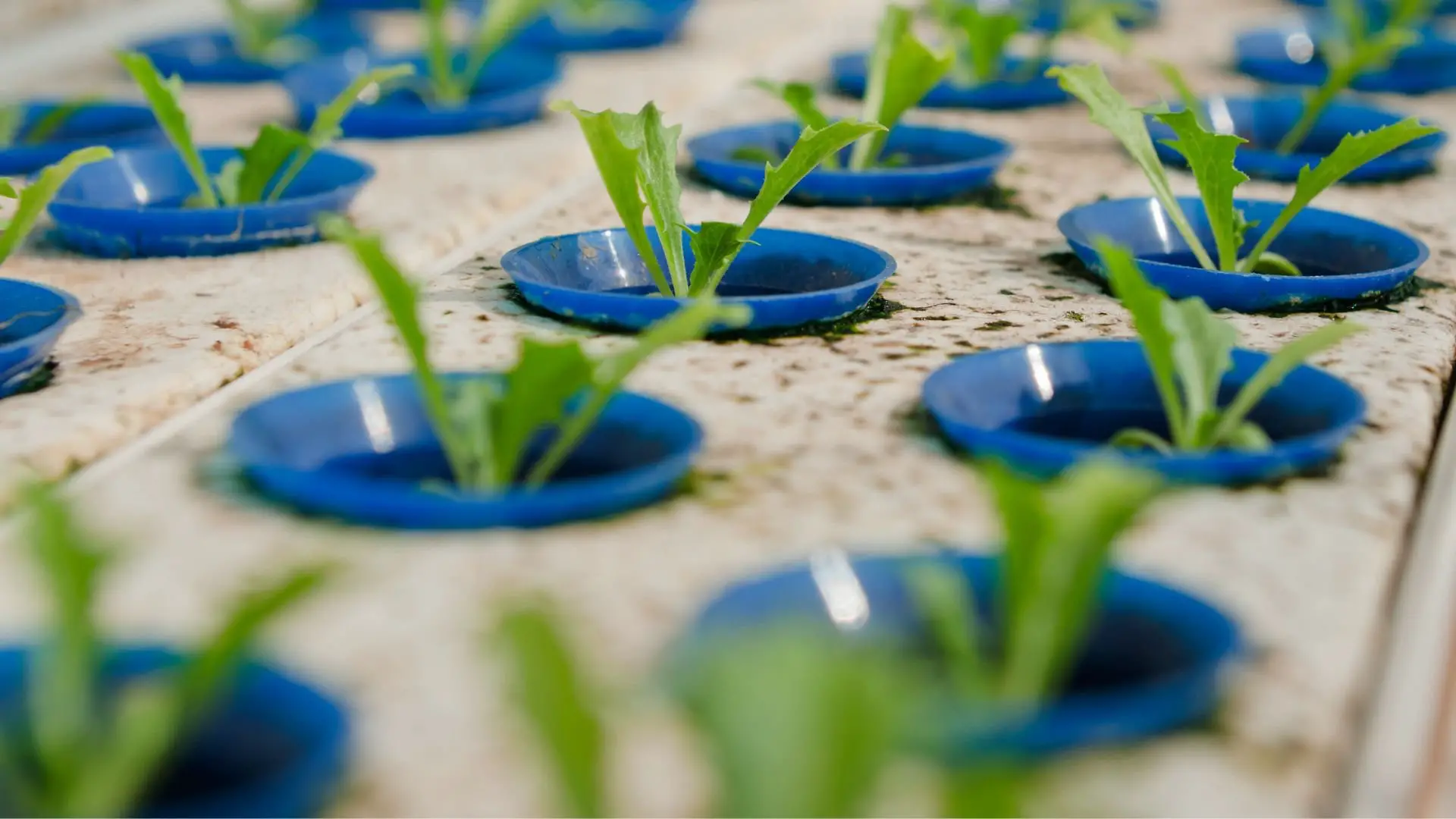 Hydroponic Disadvantages: Navigating Challenges in Soilless Farming